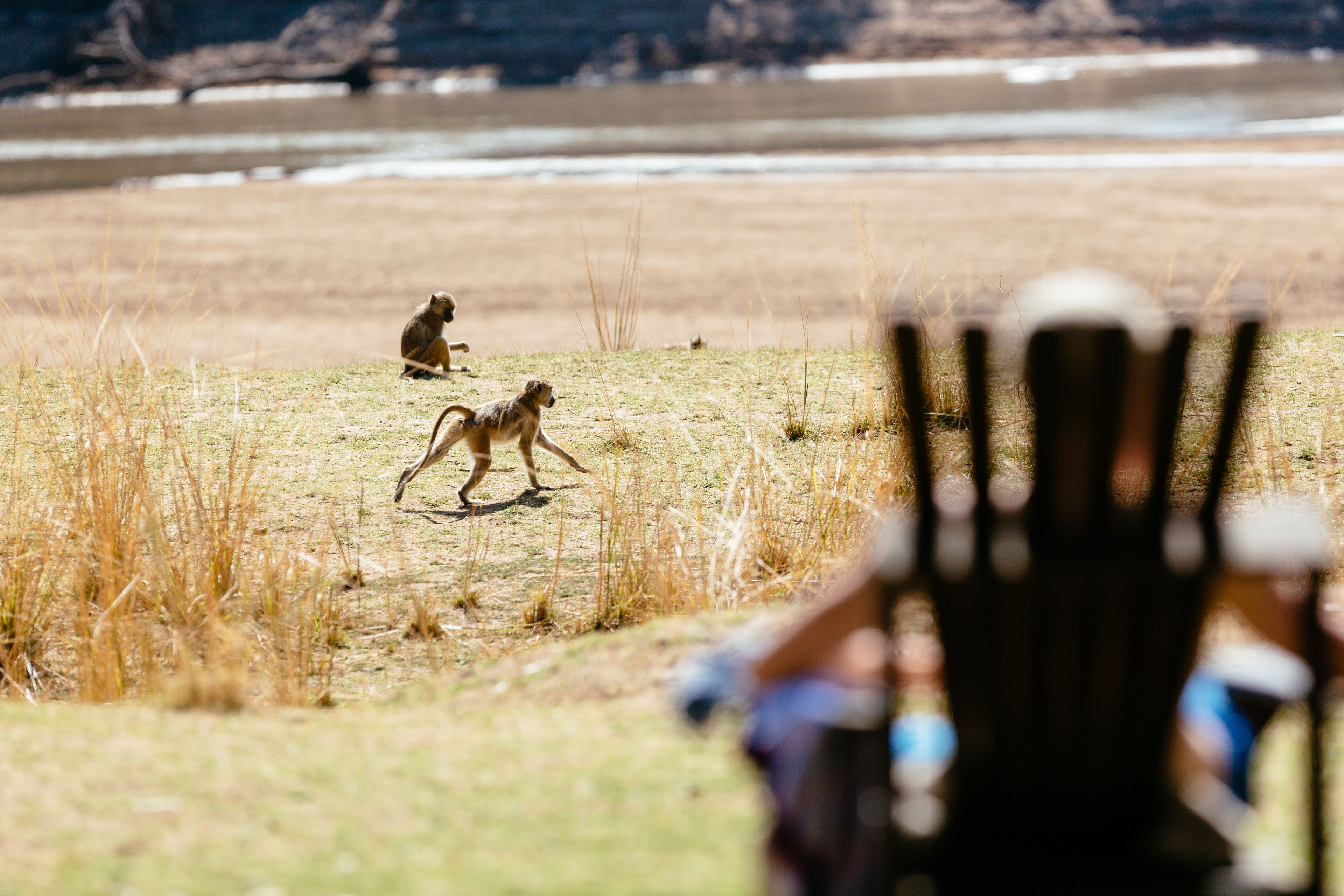 A chair with a blurred foreground, a grassy field, and a body of water in the background.
