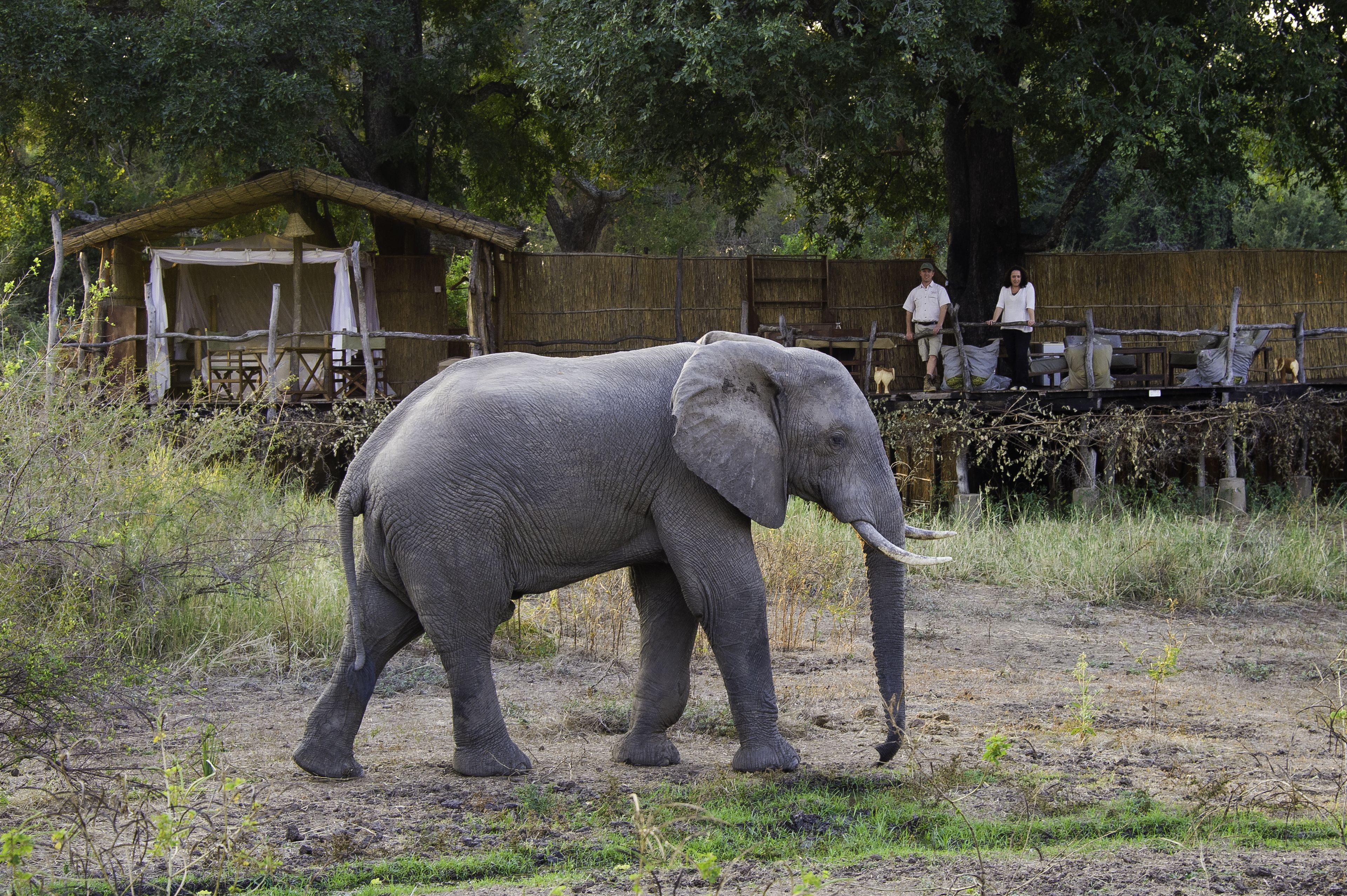 Un elefante dentro de un recinto vallado, con una estructura de madera al fondo.