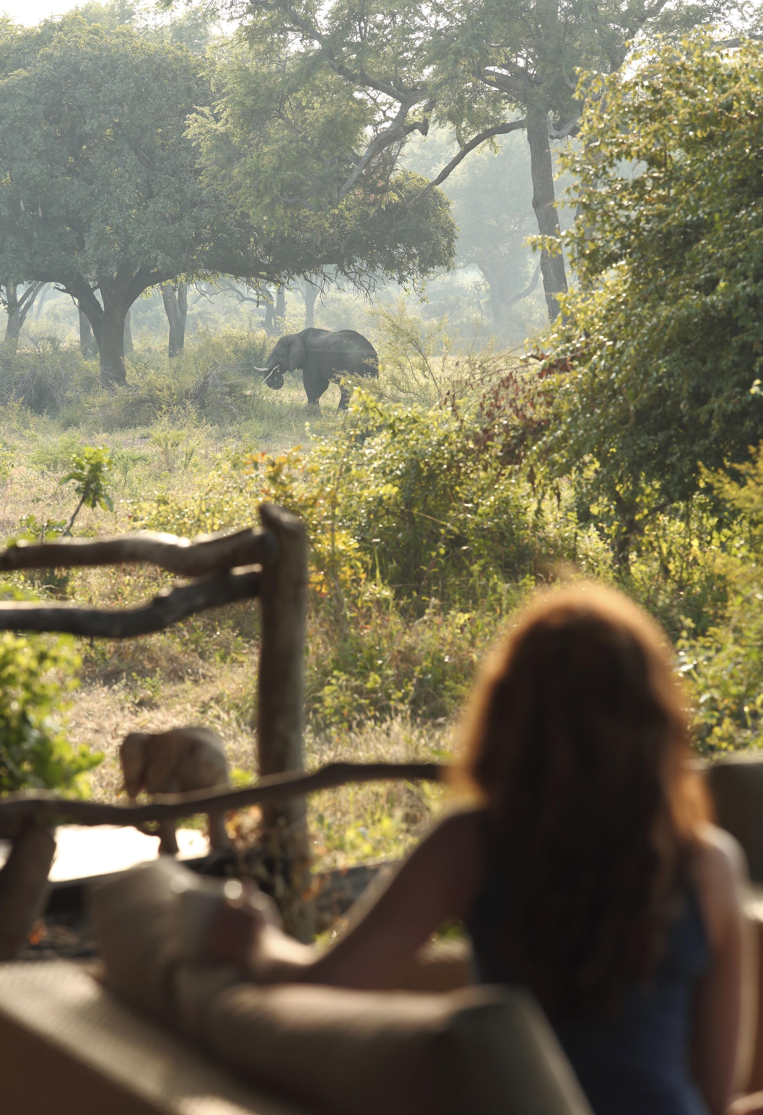 Safari scene med en person, der observerer dyreliv, herunder en elefant, i et naturområde med træer og vegetation.
