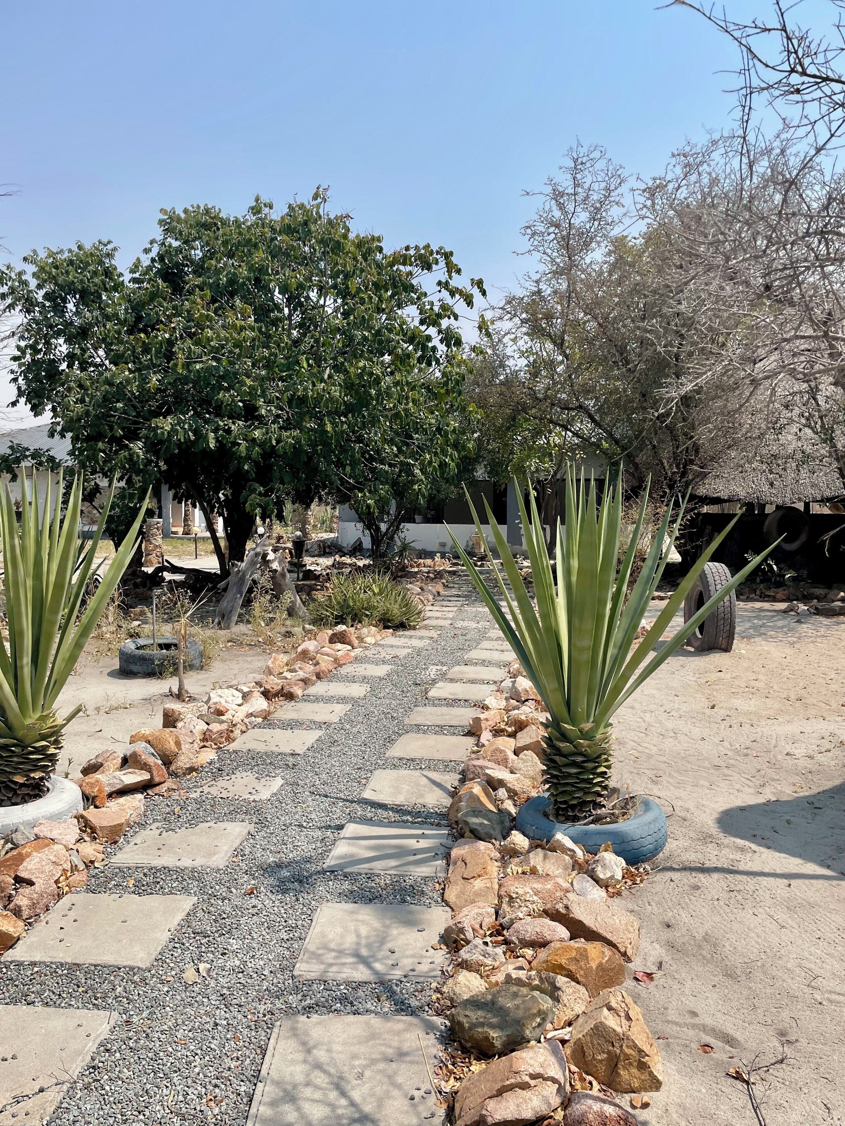 A pathway lined with rocks and agave plants, leading to a building with a thatched roof.