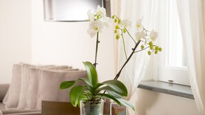 A room with a glass table holding a potted orchid and a small book titled "MAIÈRE". - B&B Maiurè (Maiori)