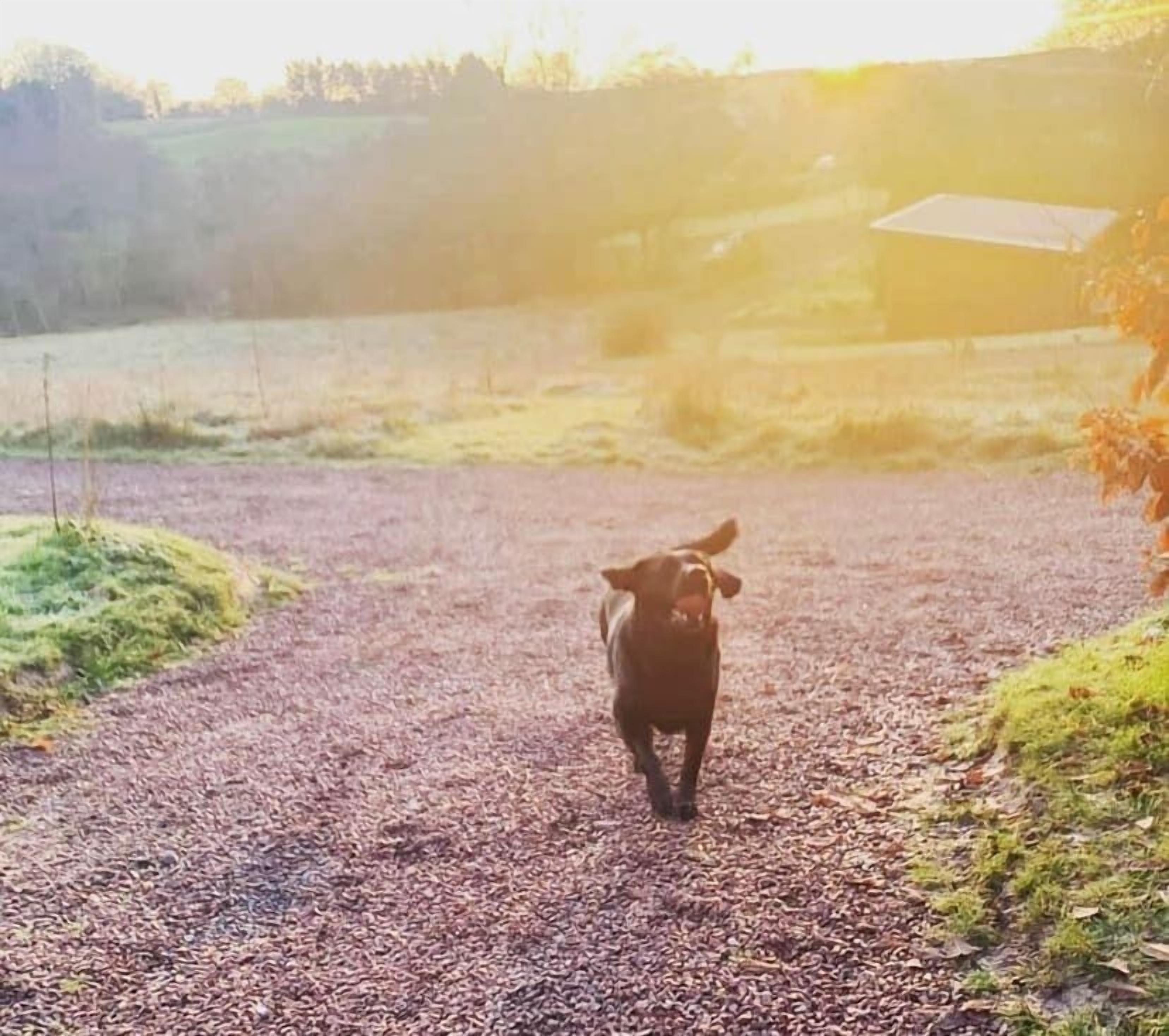 A dog walking on a gravel path.