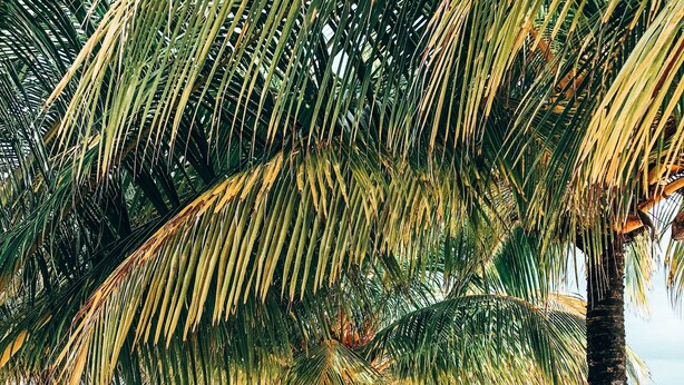 A beach scene with a blue kayak under a palm tree, a person crouching near the kayak, and a clear view of the ocean.