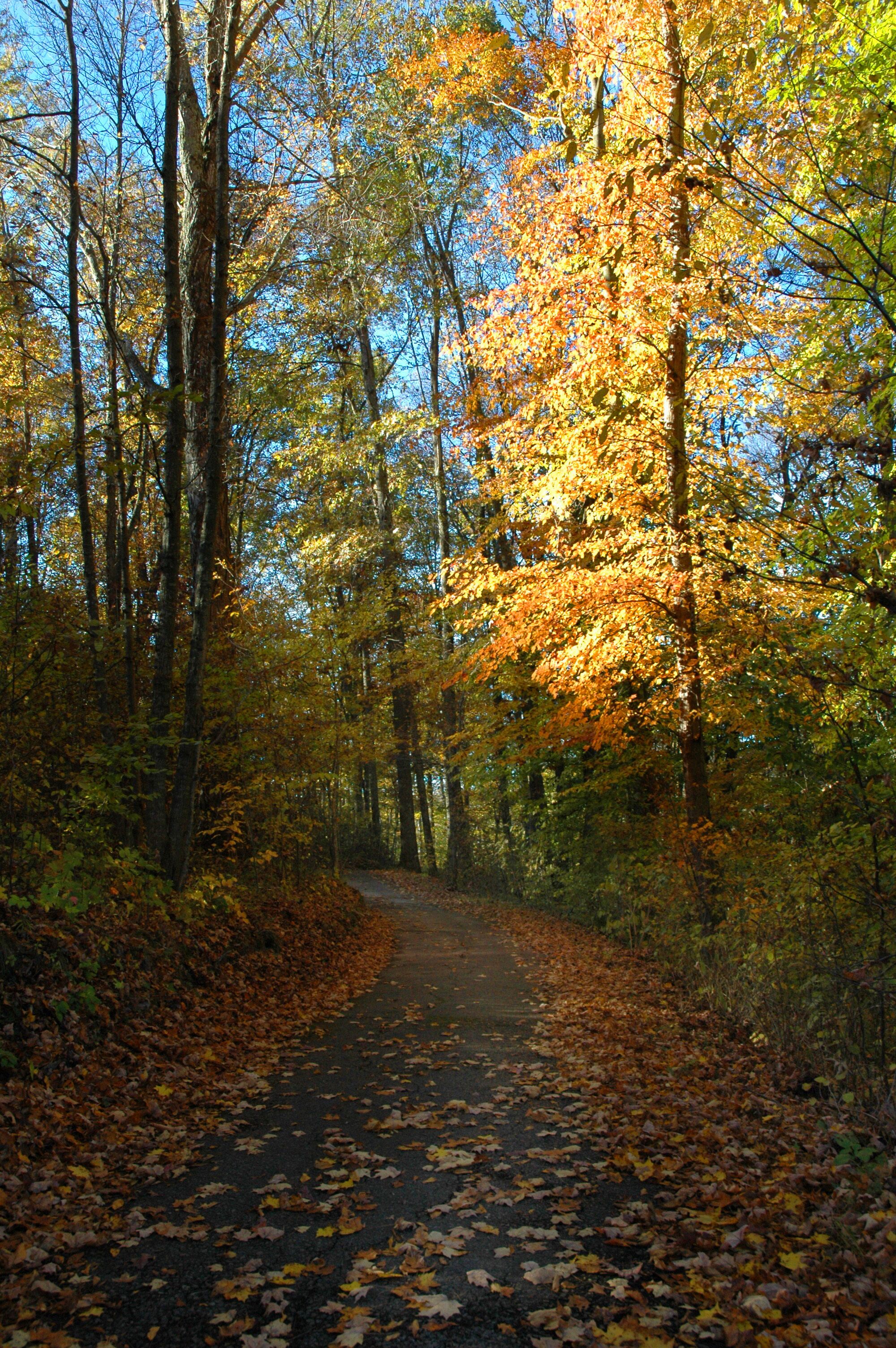 Un sentier forestier bordé d’arbres et jonché de feuilles mortes.
