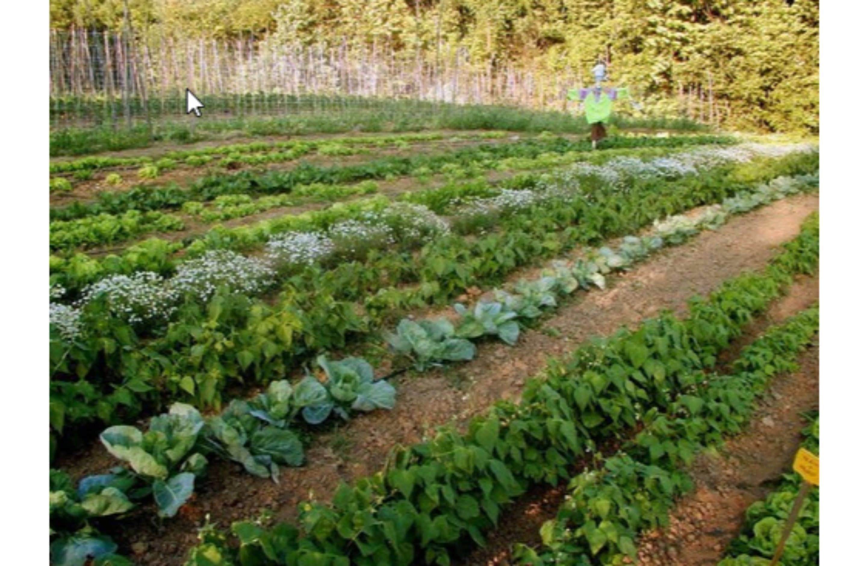 A garden with rows of leafy greens and a person in a yellow vest.