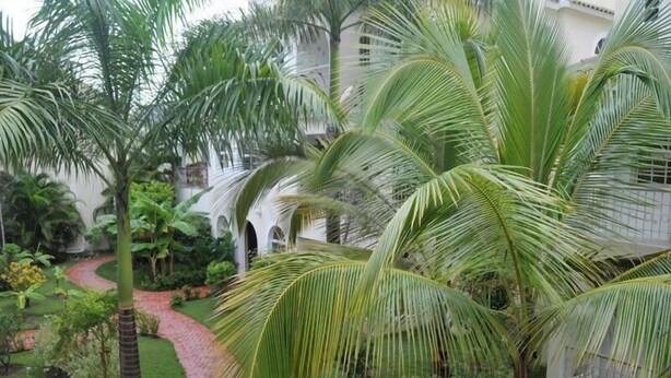 Un jardín exuberante con palmeras y un sendero de ladrillo que lleva a un edificio con ventanas arqueadas.