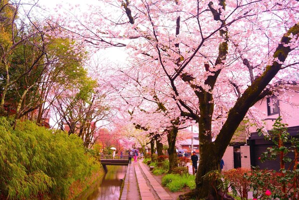 A pathway lined with cherry blossom trees, a small bridge, and a canal.