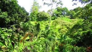 A lush garden with a variety of plants and a paved path. - Agua Inn (Arenal)