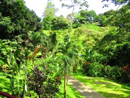 Un jardín exuberante con diversas plantas y un sendero pavimentado.