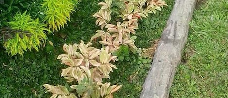Taman