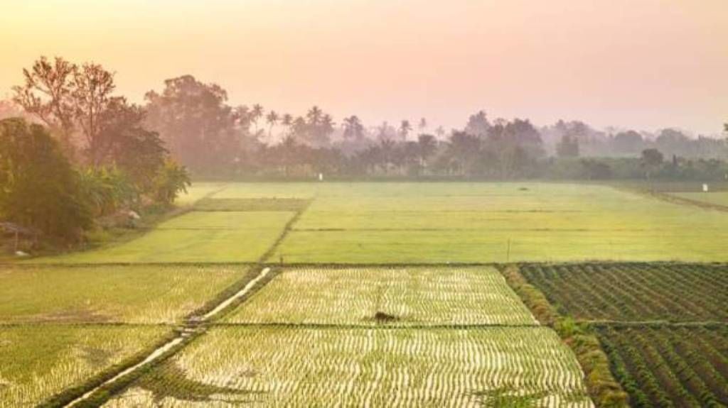 A vast agricultural field with rows of crops and a distant tree line.