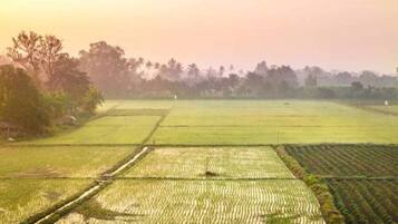 A vast agricultural field with rows of crops and a distant tree line.