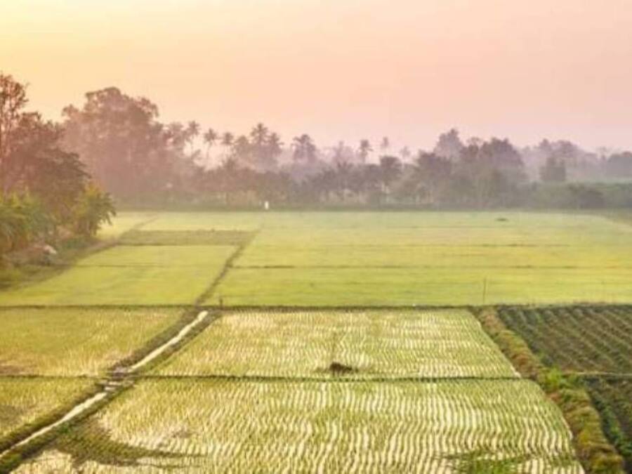A vast agricultural field with rows of crops and a distant tree line.