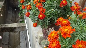 Une ruelle étroite bordée d’une rangée de fleurs orange éclatantes le long du mur.