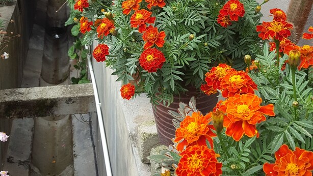 A narrow alley with a row of vibrant orange flowers along the wall. - KPW at Royal Lily Apartment (Tanah Rata)