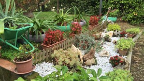 A garden with various potted plants, a wooden fence, and a wheelbarrow. - B&B Maremma Nel Tufo (Pitigliano)