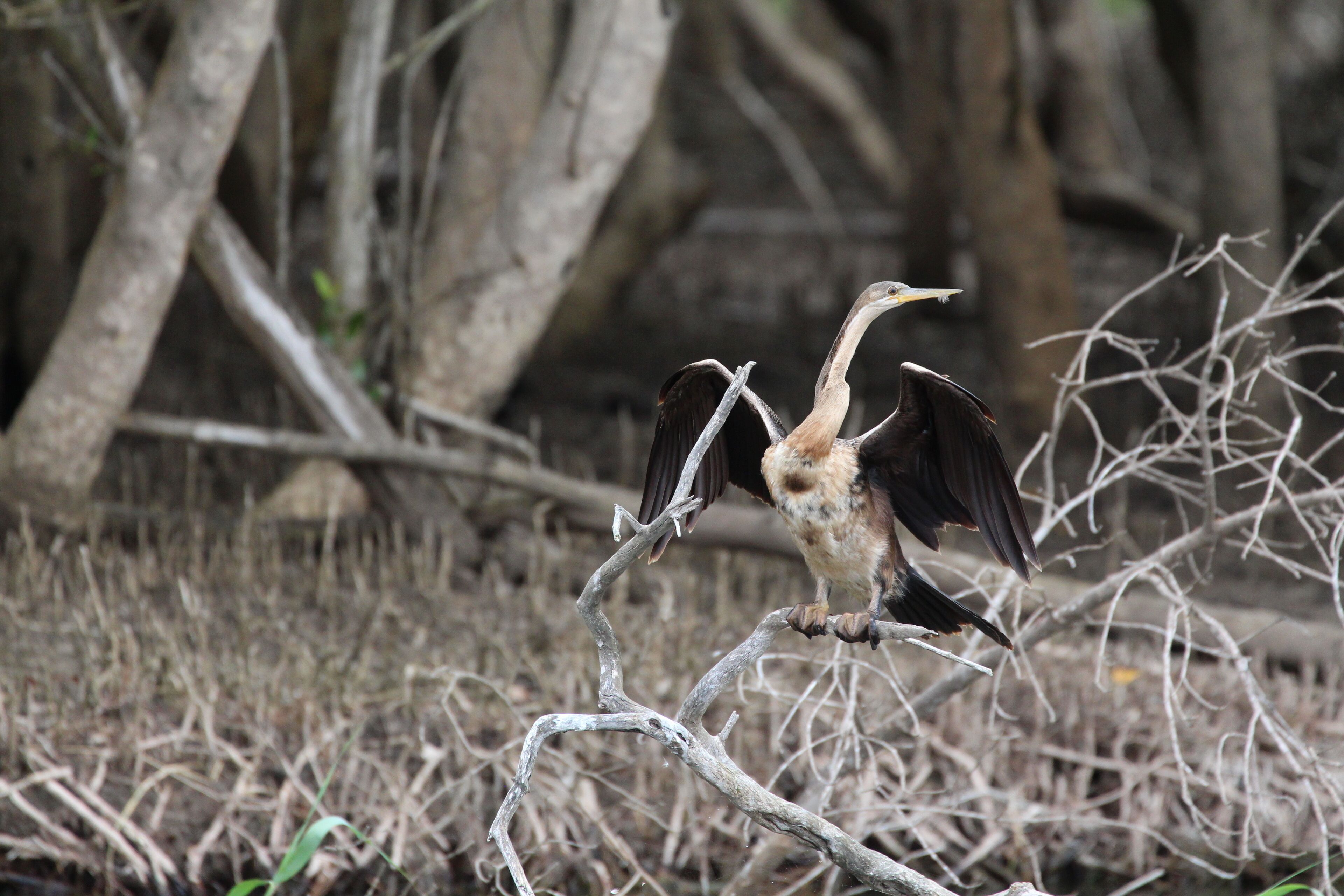 Un oiseau perché sur une branche, dans un environnement naturel.
