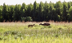 Game viewing