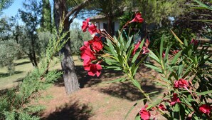 Un jardín con flores rojas y follaje verde.