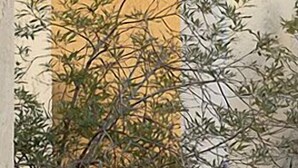 未分類圖片，第 3 張 (共 27 張)，按鈕