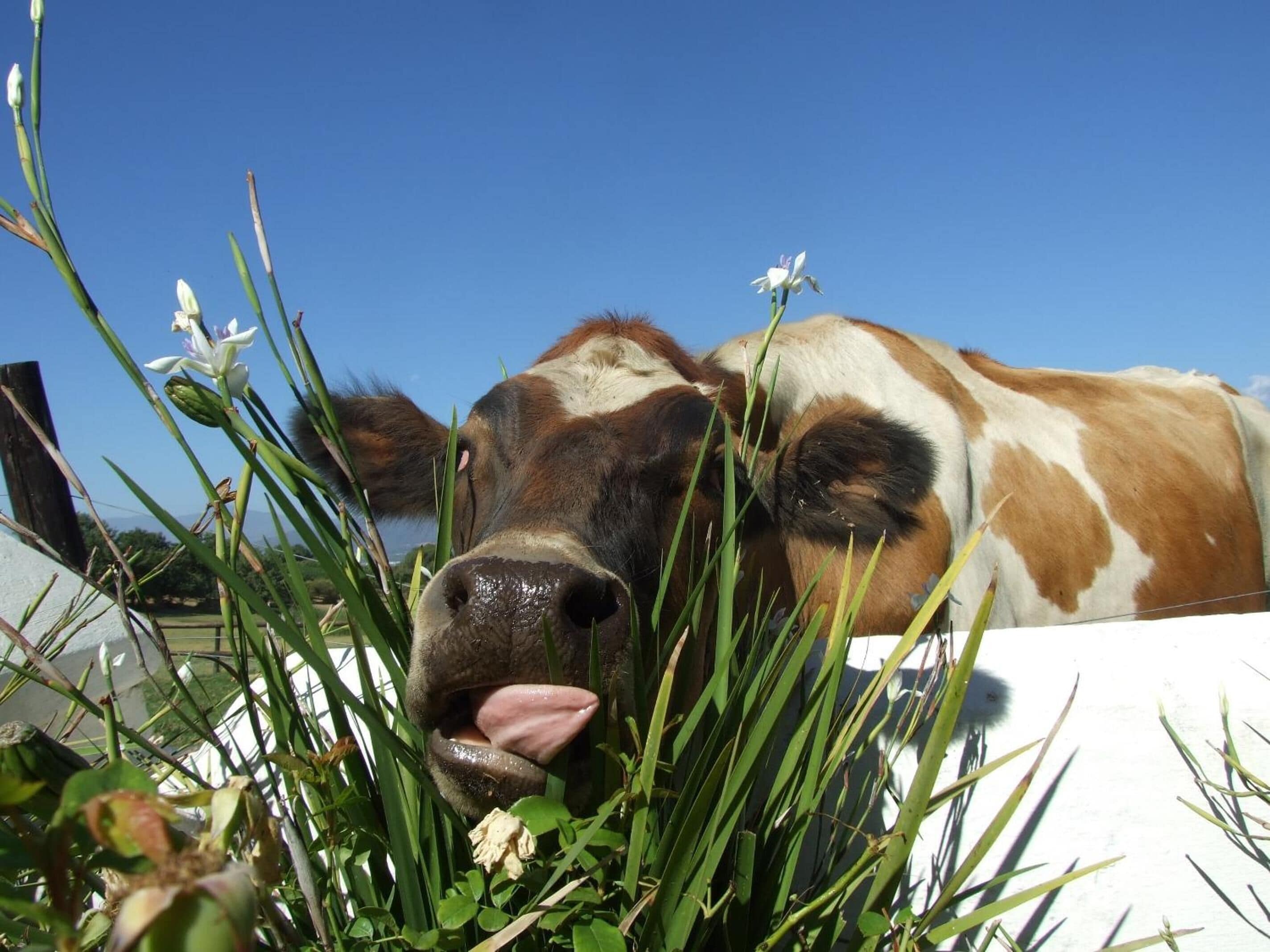 Foto - Under Oaks Guesthouse