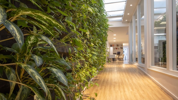 A modern interior with a wooden floor, a green vertical garden wall, and large windows allowing natural light. - Samba Bossa Nova Ipanema (Rio de Janeiro)