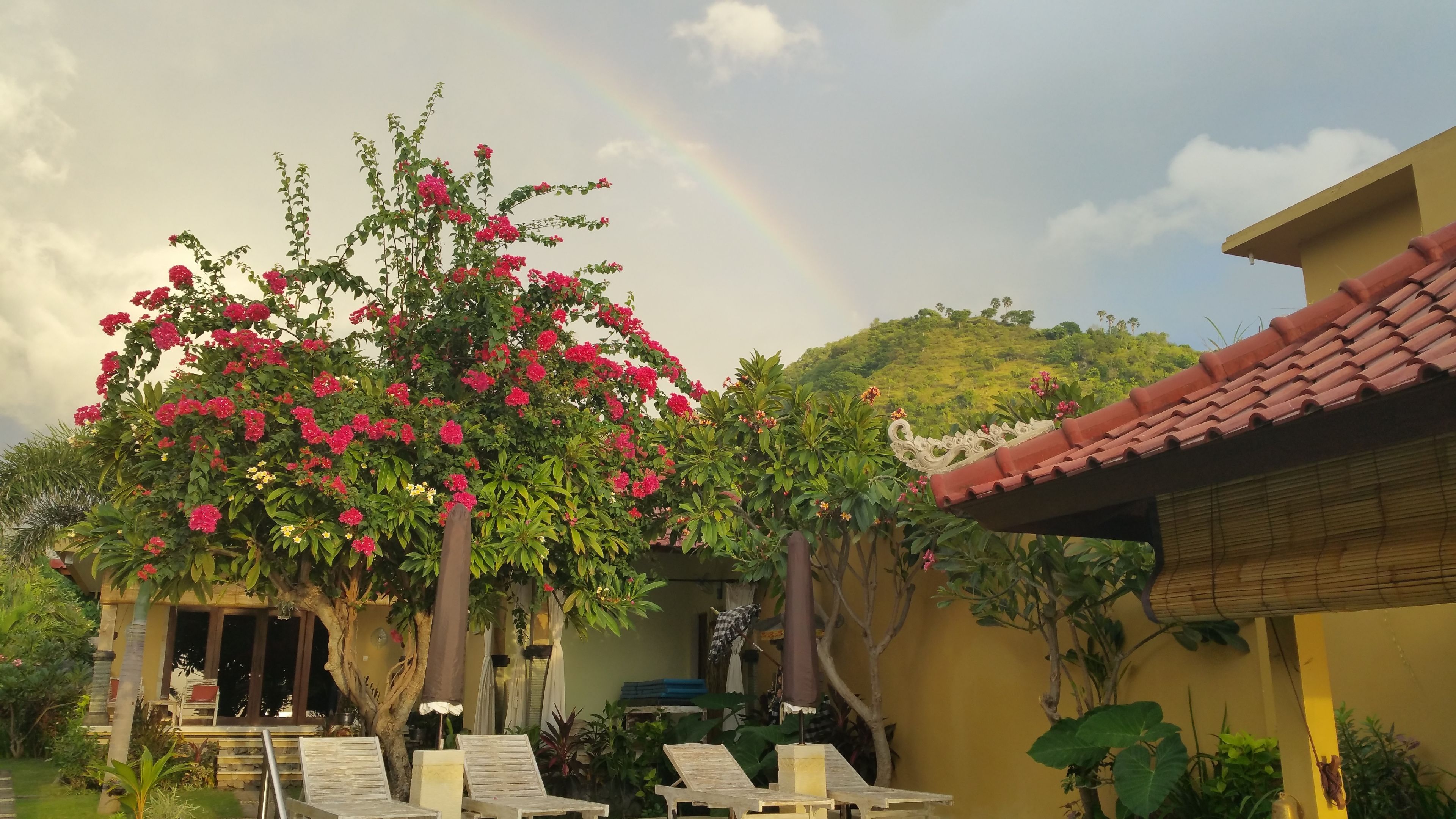 A garden with a tree bearing pink flowers, a tiled-roof building, and a table with chairs.