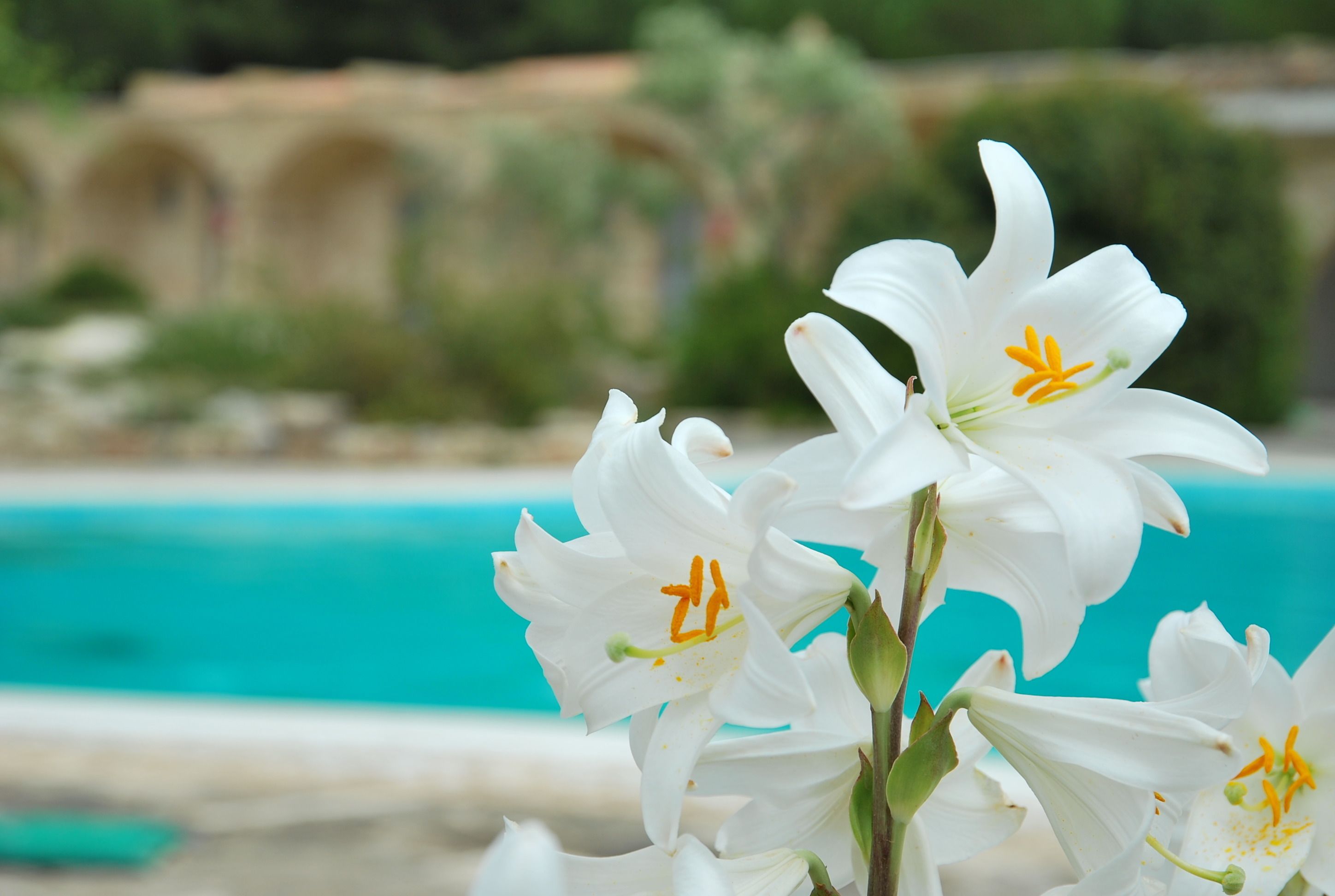 A pool with clear blue water and white lilies in the foreground.