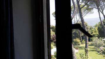 A window with a view of a garden, including trees and a lawn.
