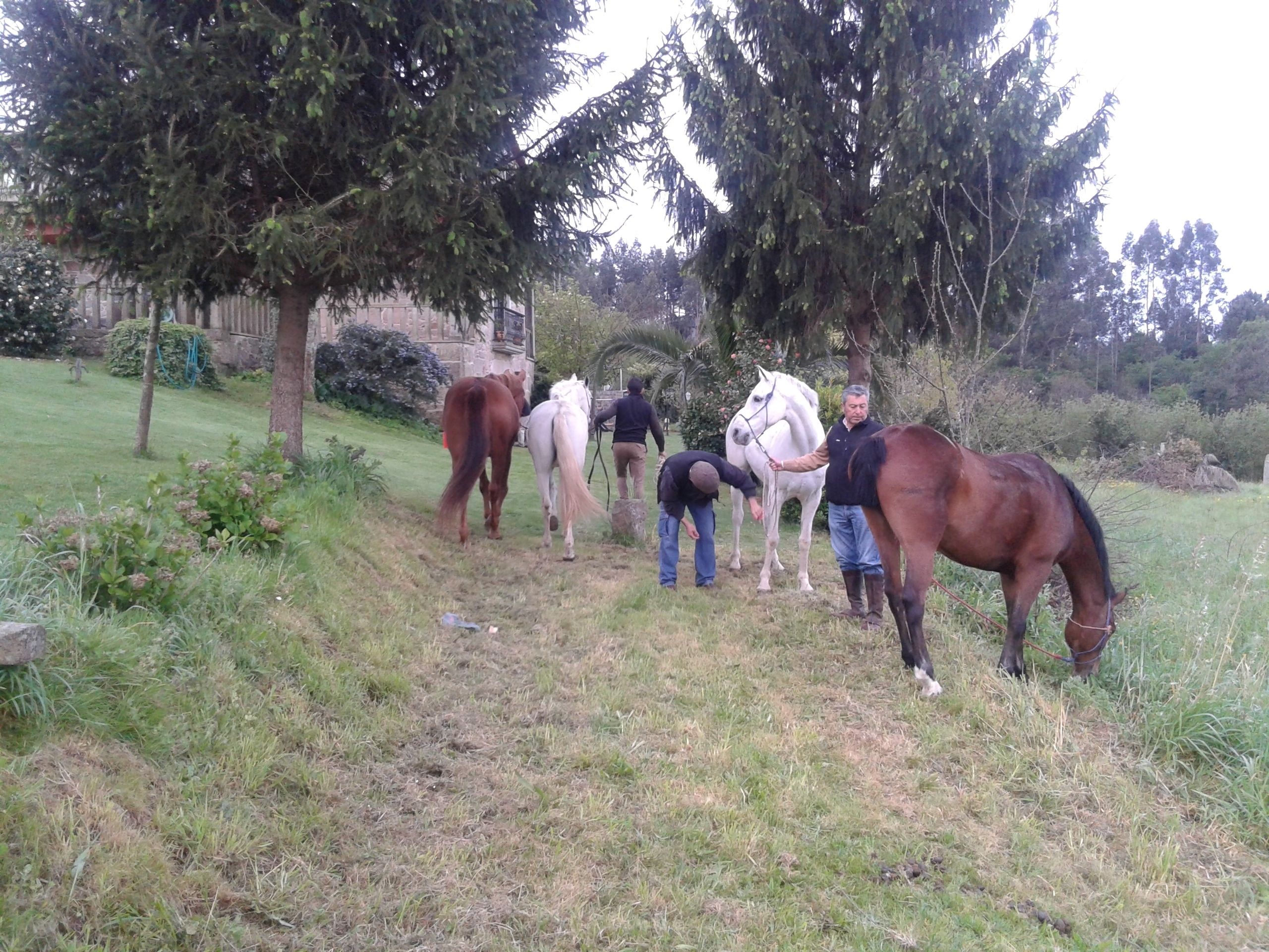 Um grupo de cavalos pastando em um campo gramado, com árvores e um edifício ao fundo.