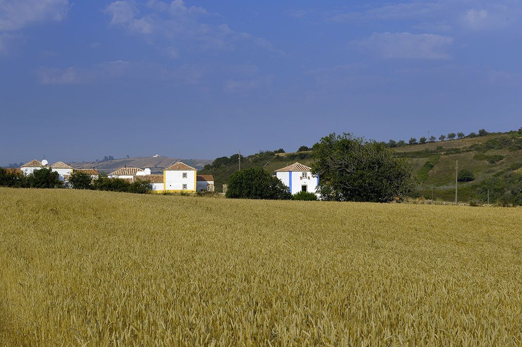 A rural landscape with a field of crops and a few buildings in the background.