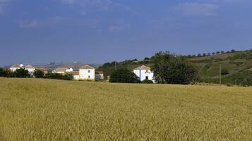 A rural landscape with a field of crops and a few buildings in the background.