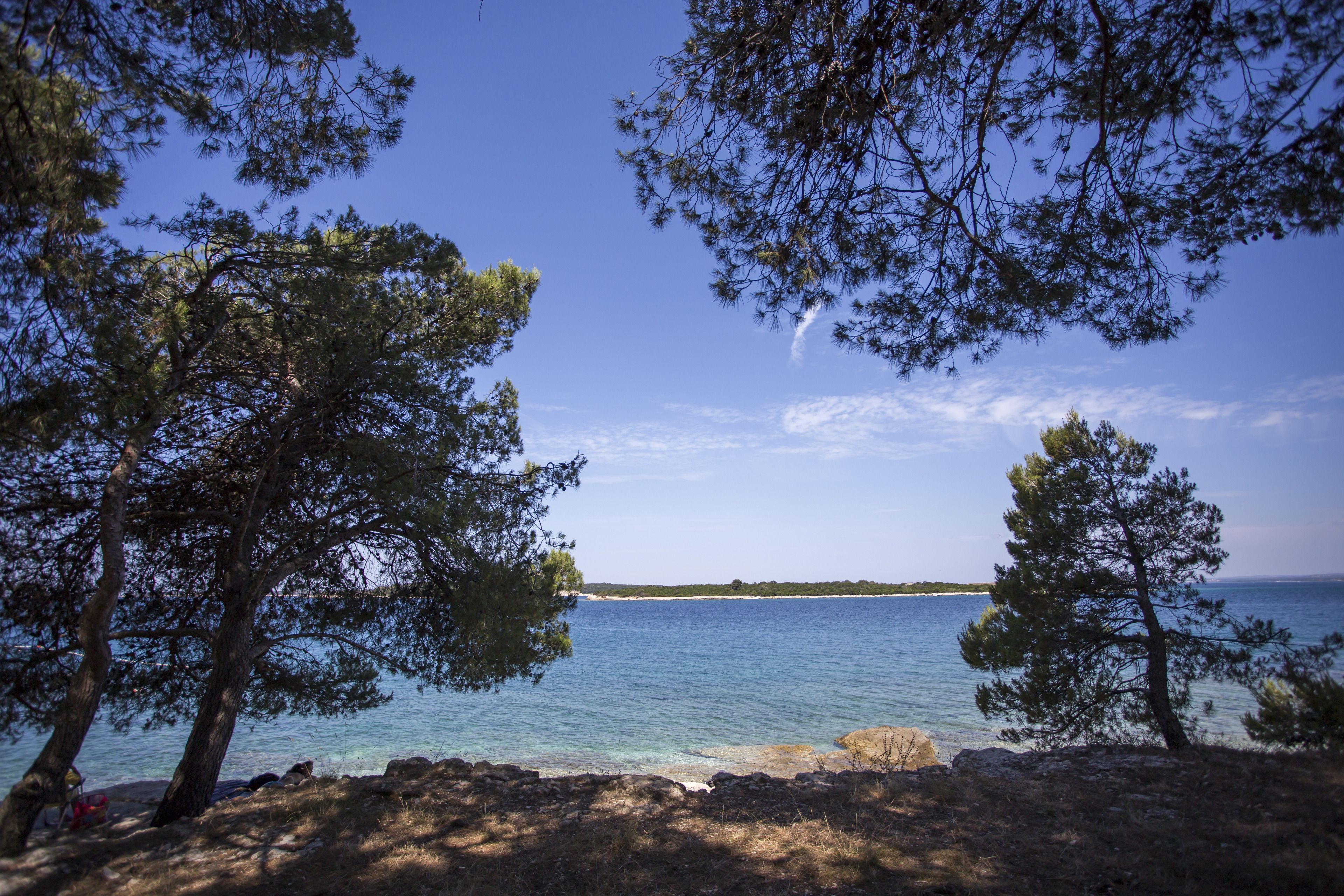 A coastal landscape with clear skies, a calm sea, and pine trees framing the view.