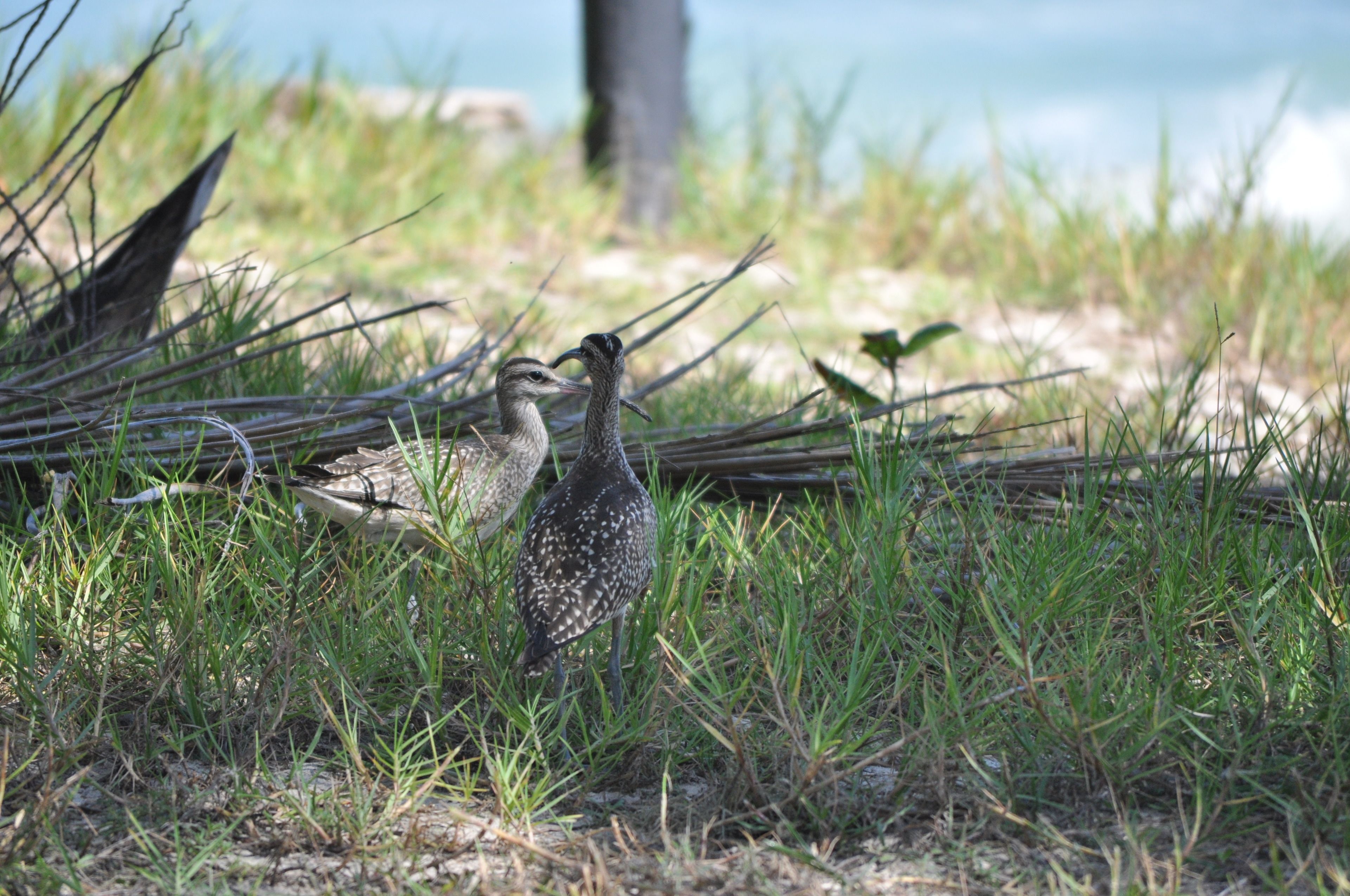 beach nearby, white sand
