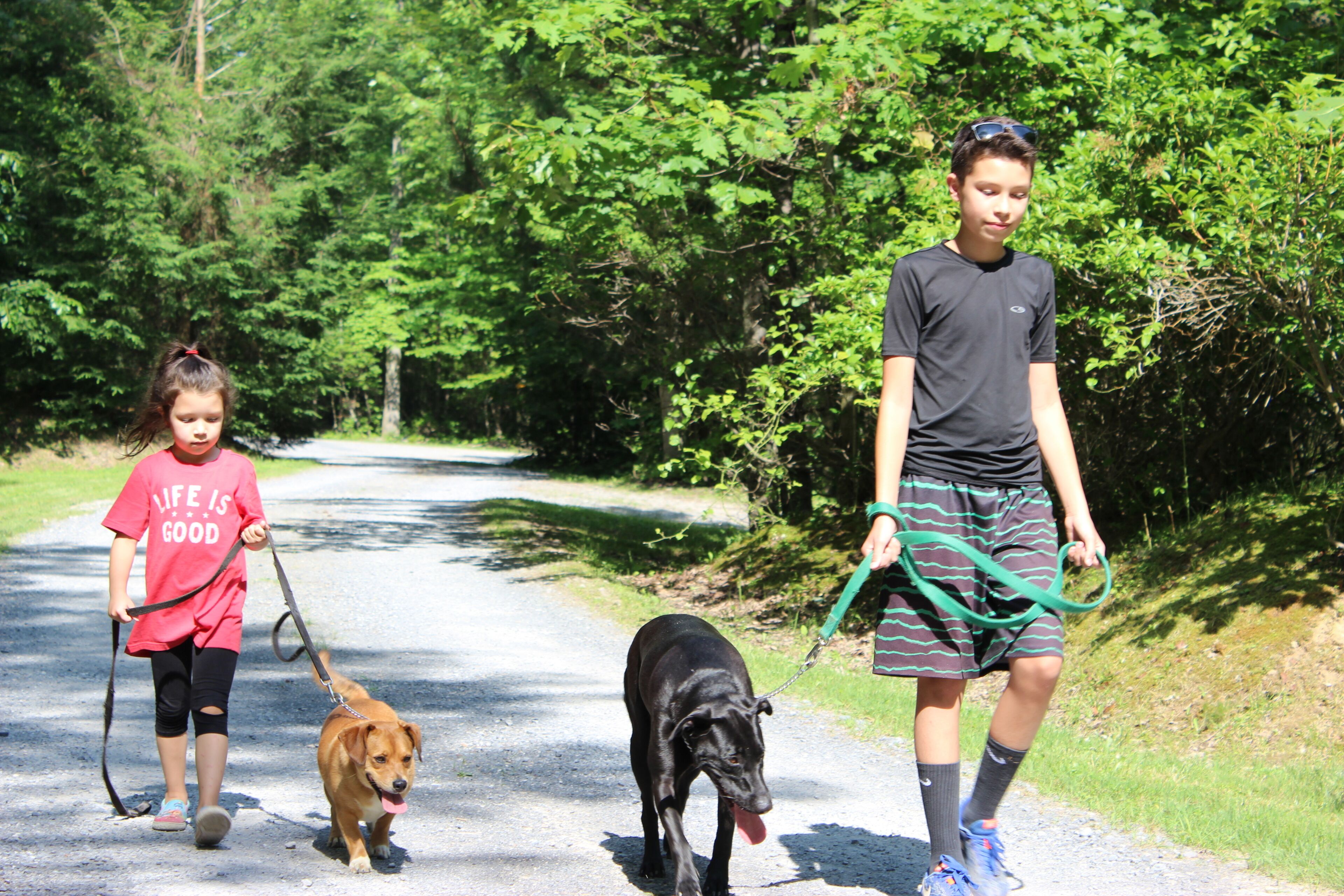 Two people walking a dog on a paved path surrounded by greenery.