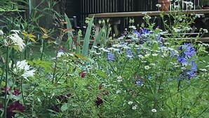 Un jardin avec différentes plantes et fleurs, un banc en bois et une clôture en arrière-plan.