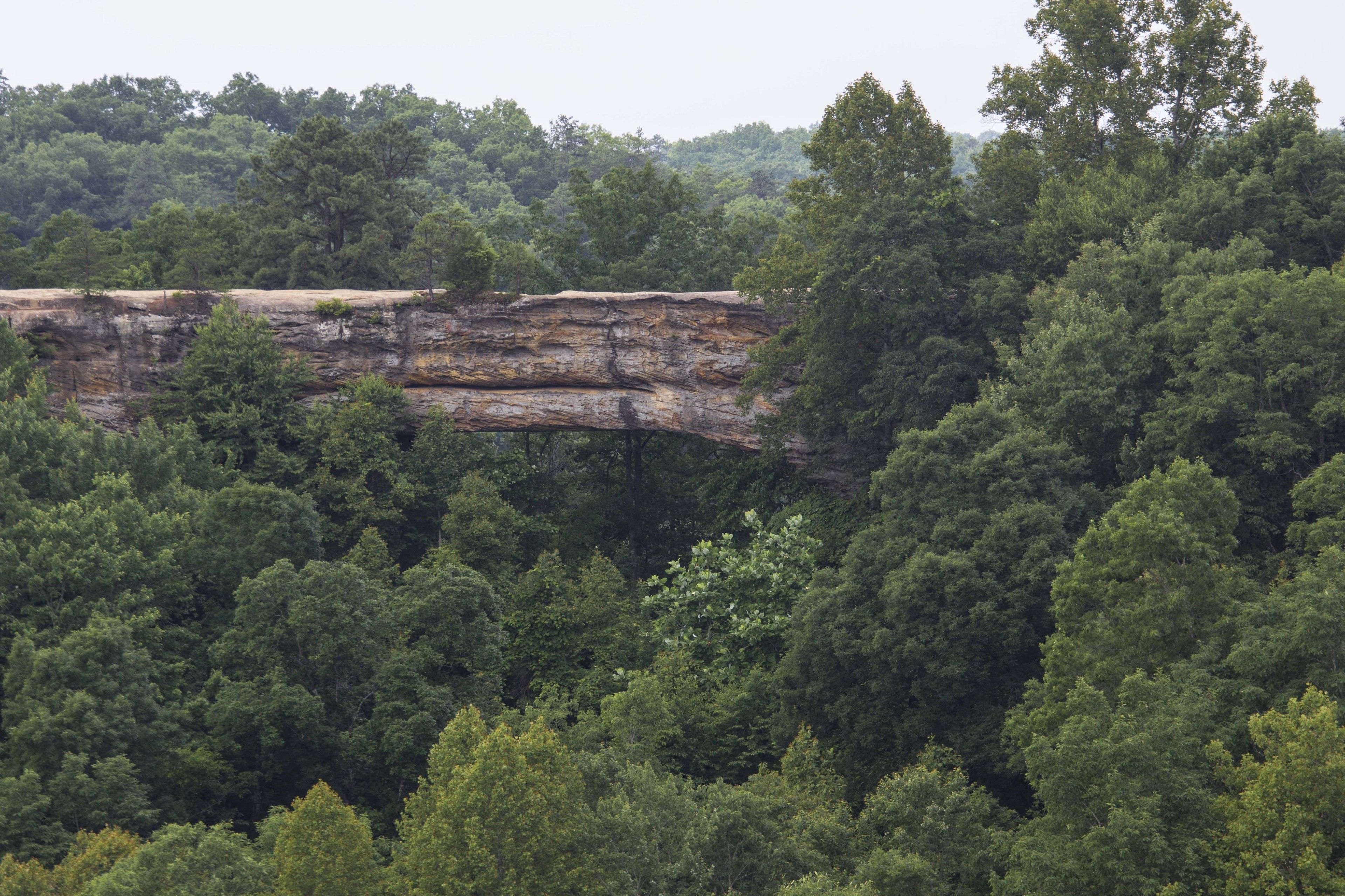 A natural landscape with a rocky cliff and dense forest.