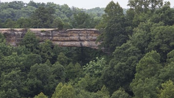 A natural landscape with a rocky cliff and dense forest.