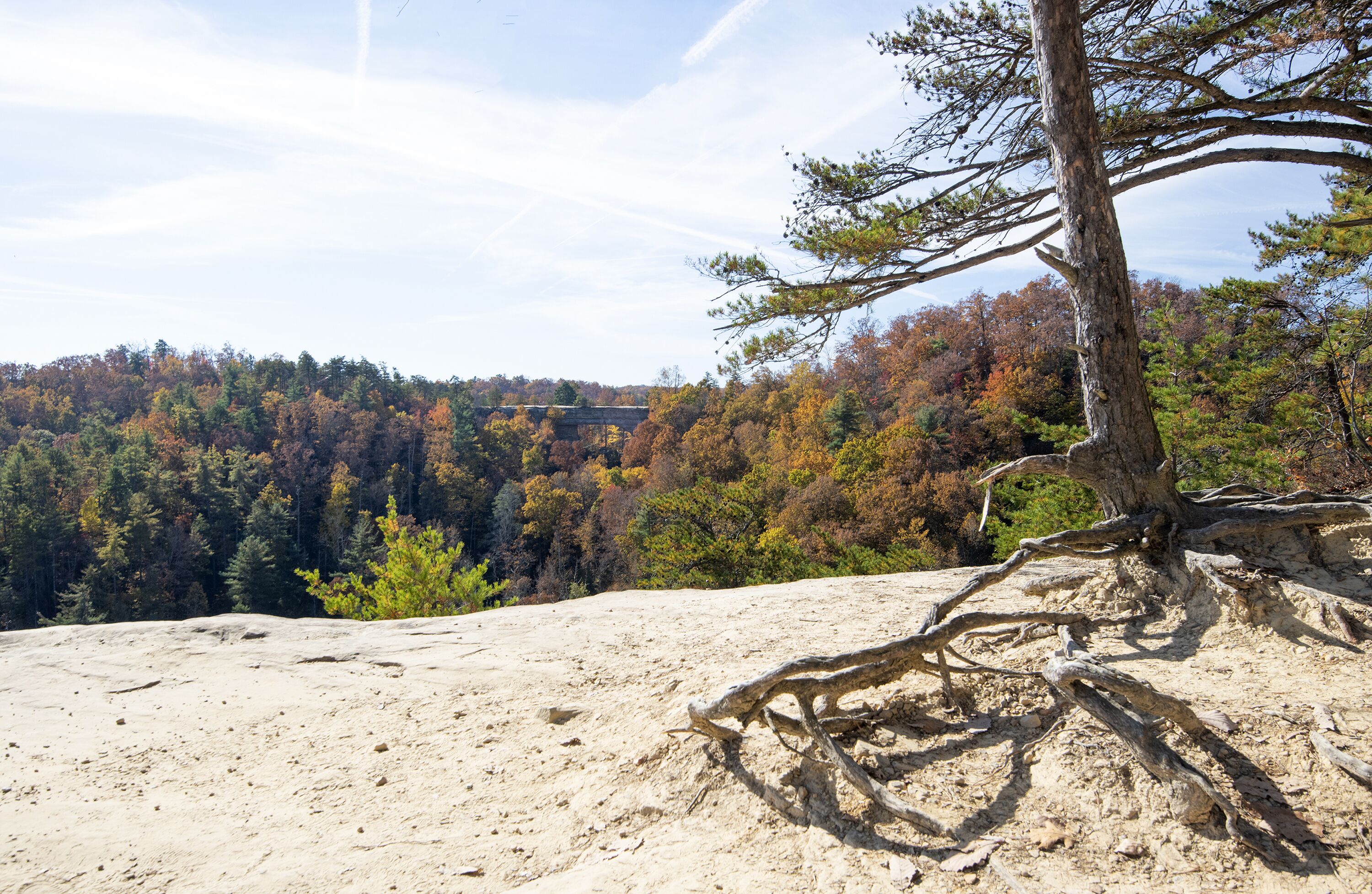 Un paysage rocheux avec un tronc d’arbre imposant et, au loin, une colline boisée.