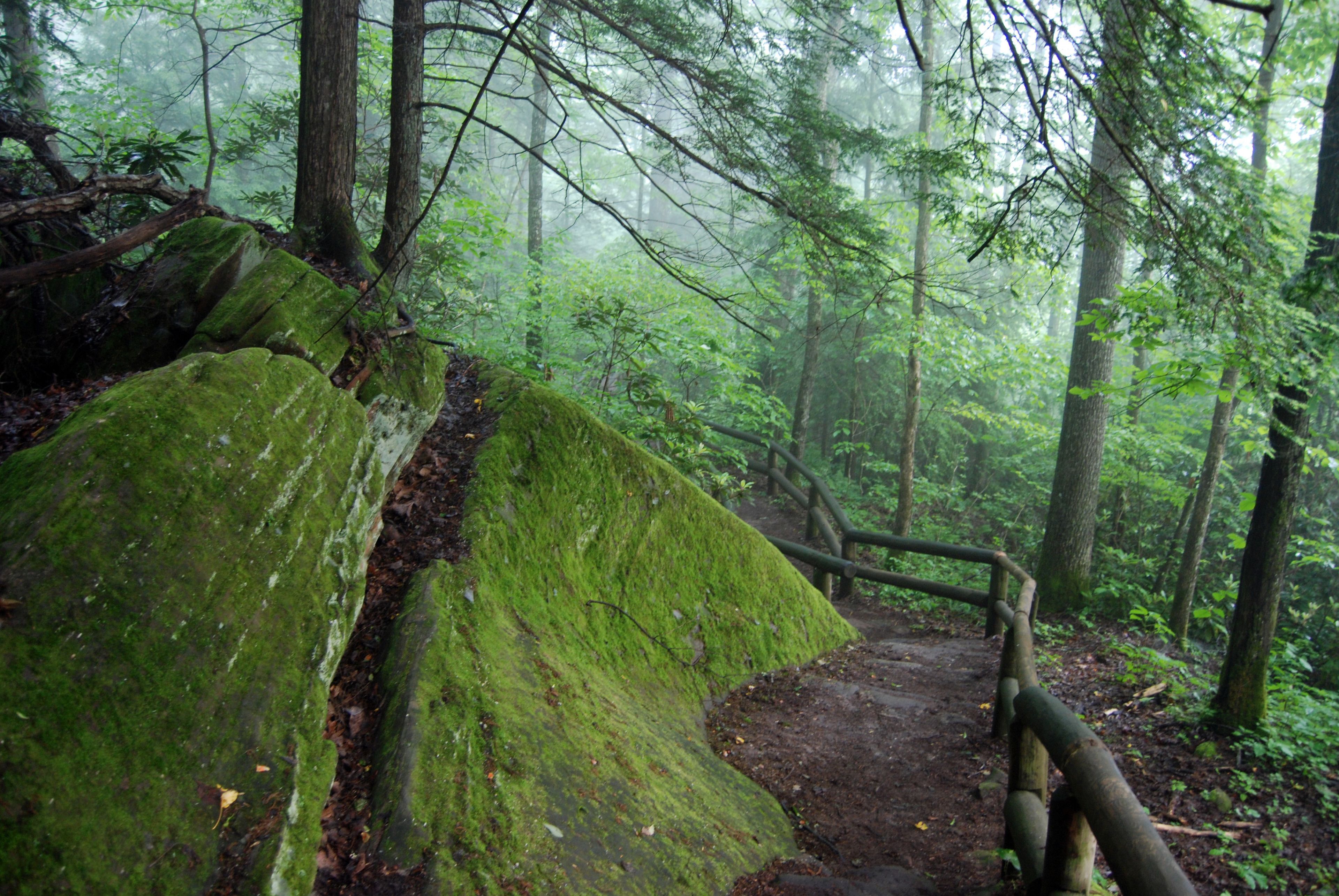 A forested trail with a moss-covered rock and wooden railing.