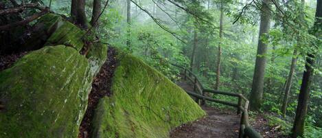 A forested trail with a moss-covered rock and wooden railing.