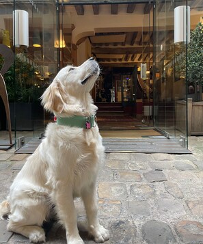 A white dog sitting on stone steps in front of a glass entrance with a wooden interior and a green collar. - Hotel du Jeu de Paume (Paris)