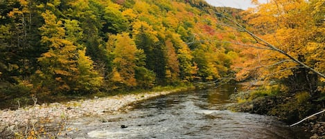 A river flowing through a forested area with autumn foliage.
