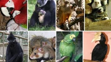A collage of various animals including parrots, a monkey, a lemur, and a bird.