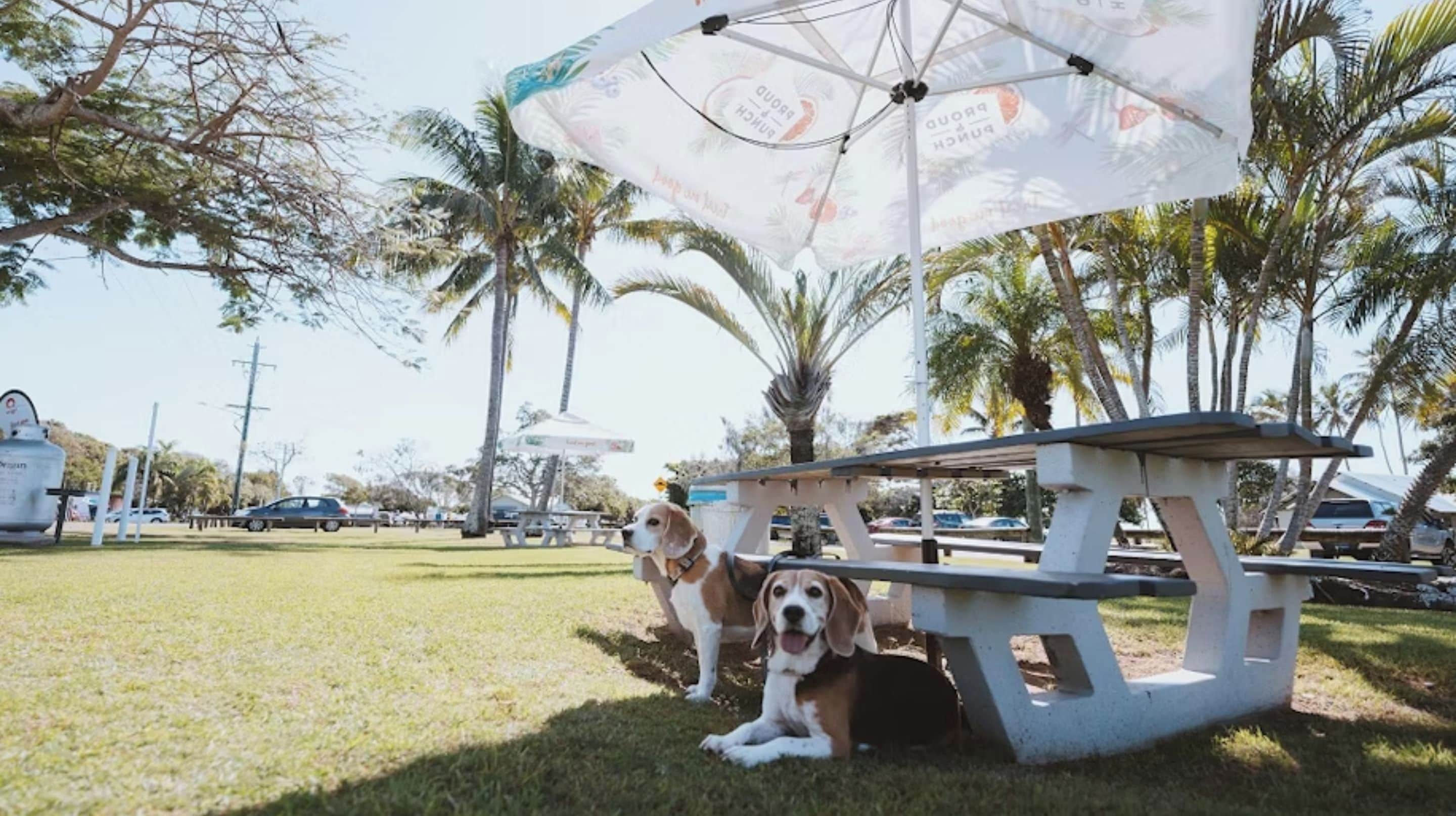 A picnic table with an umbrella in a park with palm trees.