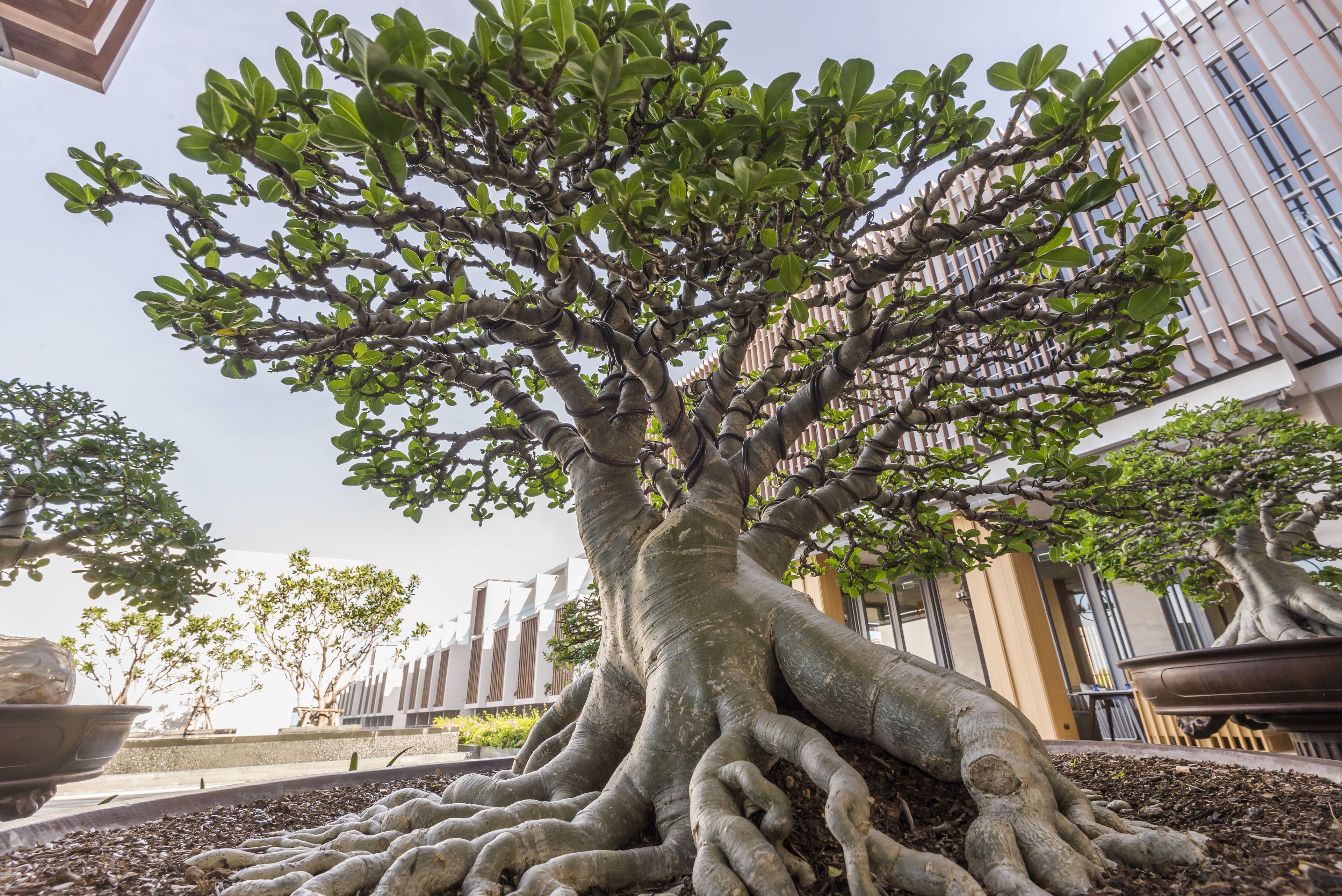 Photo - Ace of Hua Hin Resort - SHA PLUS