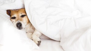 A dog sleeping under a white blanket. - Magnolia Inn & Suites (Brewton)