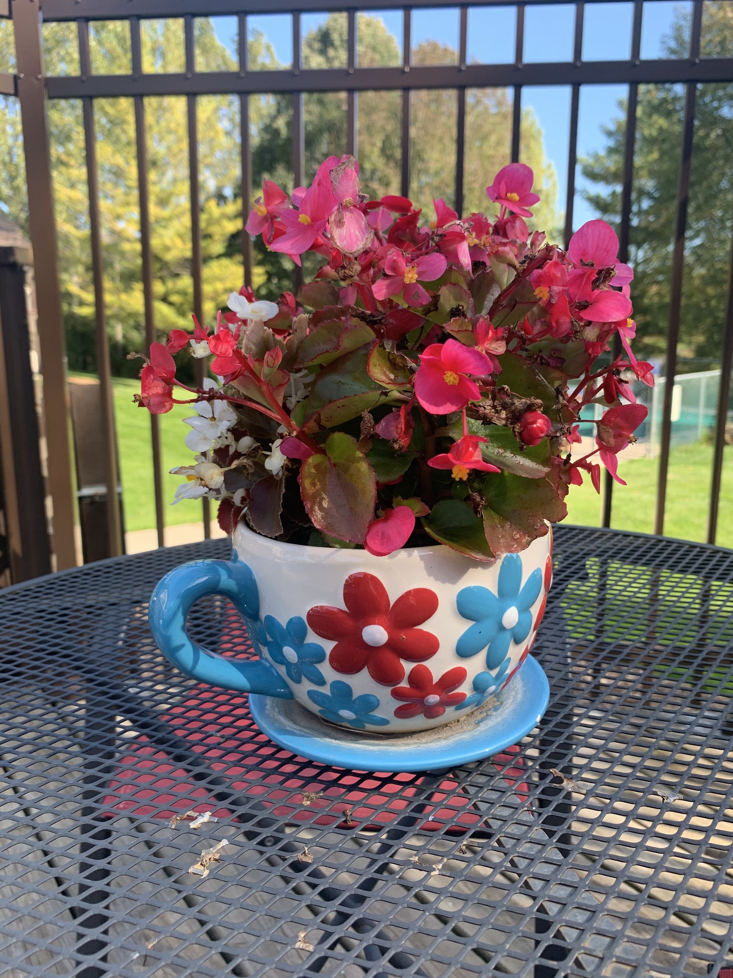 Une plante en pot, ornée de fleurs, posée sur une table en métal.
