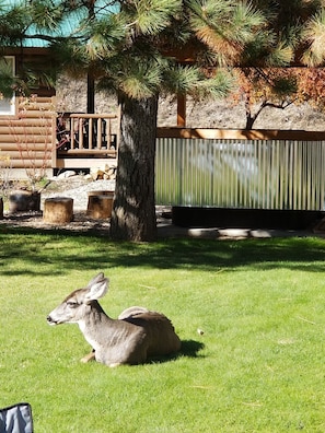 View from property - Sourdough Lodge (Lowman)