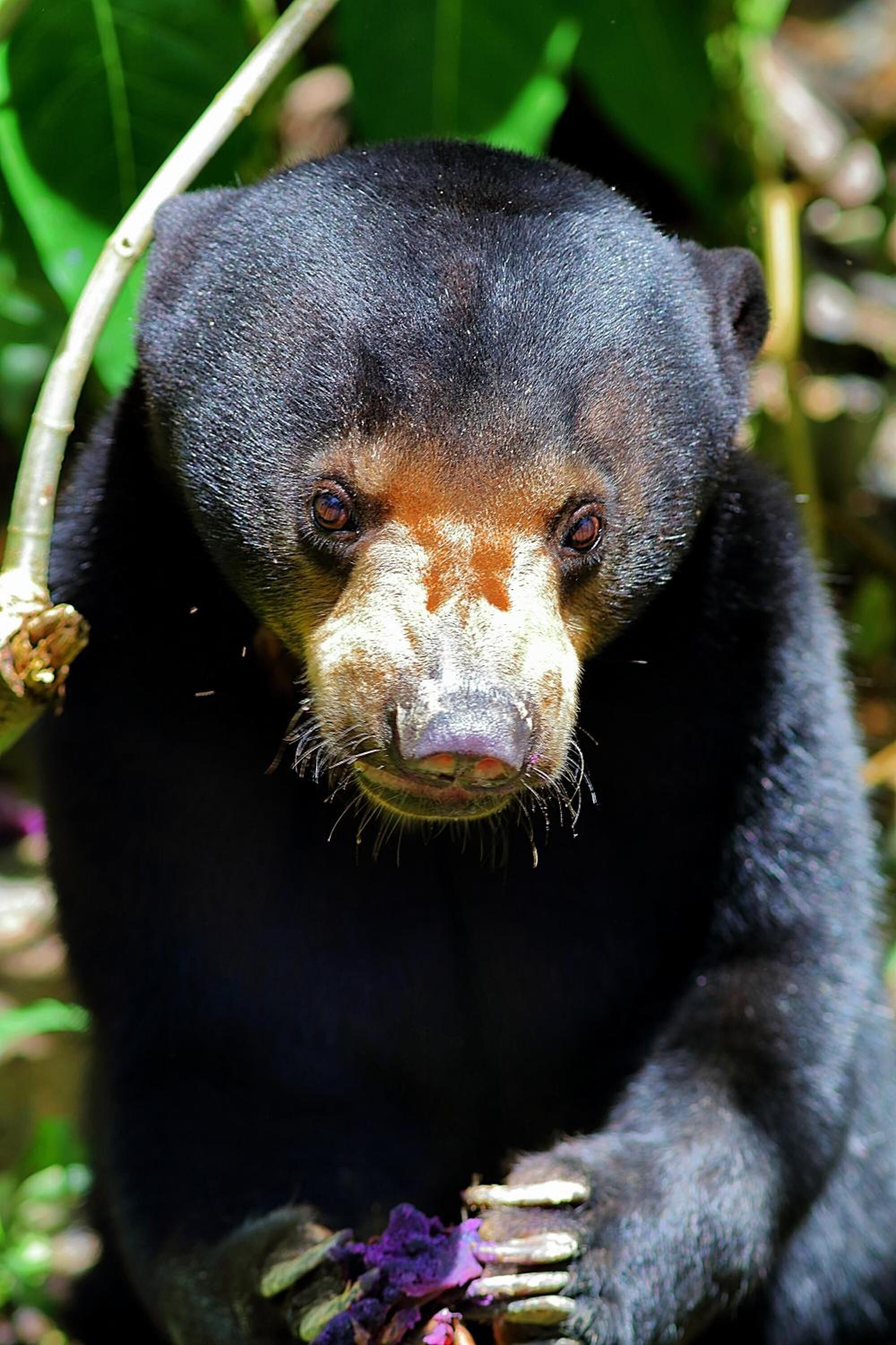 A close-up of a bear's face with a dark fur coat and a lighter face.